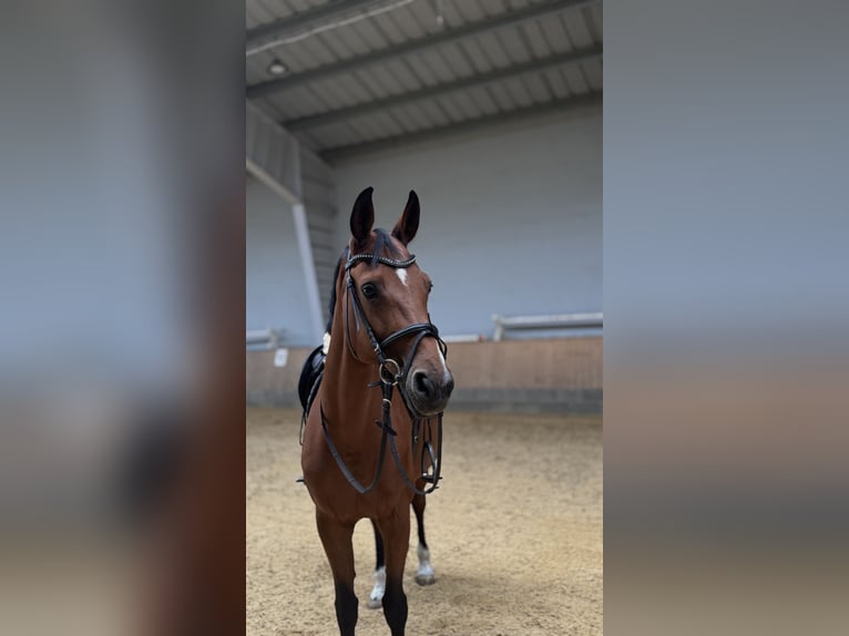 Bavarese Giumenta 16 Anni 168 cm Baio in Stockerau