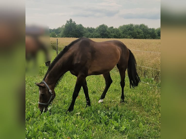 Bavarese Giumenta 16 Anni 170 cm Baio in Burglengenfeld
