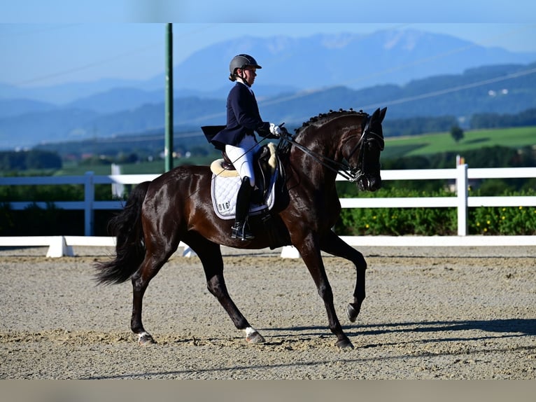 Bavarese Giumenta 17 Anni 168 cm Morello in Velden