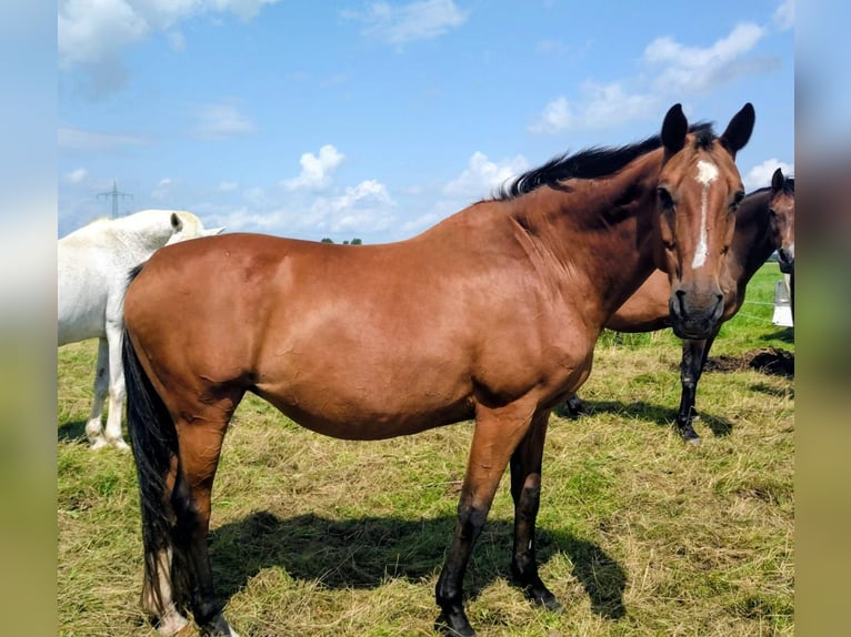 Bavarese Giumenta 17 Anni 172 cm Baio in Seester