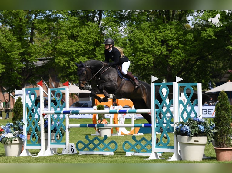 Bavarese Giumenta 18 Anni 168 cm Baio nero in Neureichenau