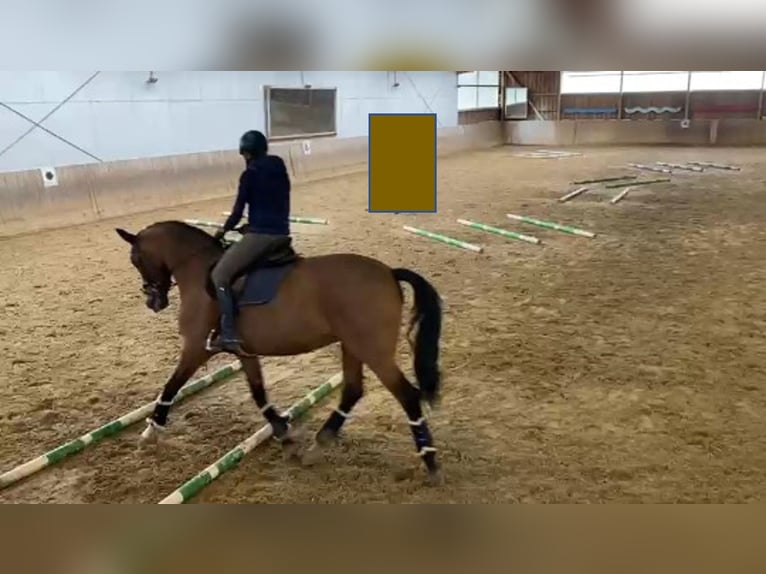 Bavarese Giumenta 18 Anni 174 cm Baio in Schönwalde am Bungsberg