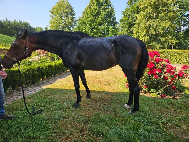 Bavarese Giumenta 19 Anni 167 cm Baio scuro in Mengkofen