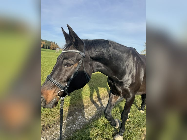 Bavarese Giumenta 19 Anni 179 cm Morello in Buch am Buchrain