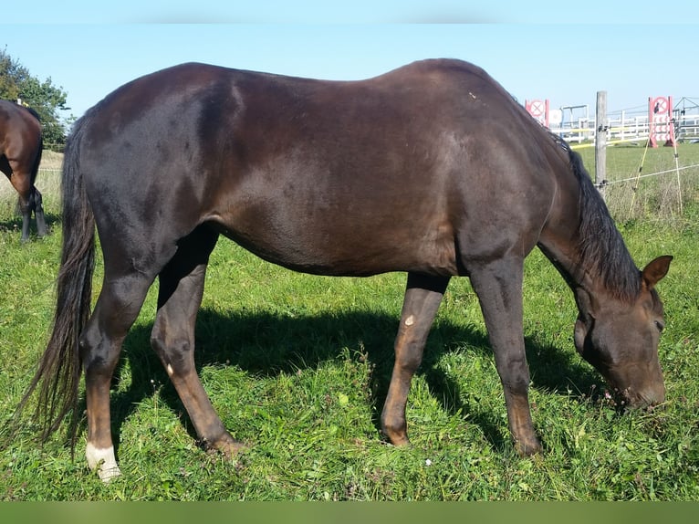 Bavarese Giumenta 20 Anni 164 cm Sauro scuro in Altfraunhofen