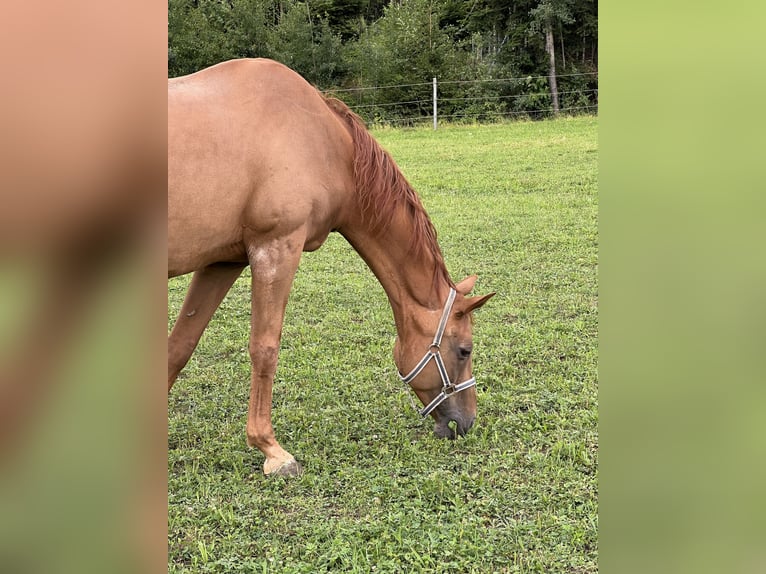 Bavarese Giumenta 20 Anni 166 cm Sauro in Erharting