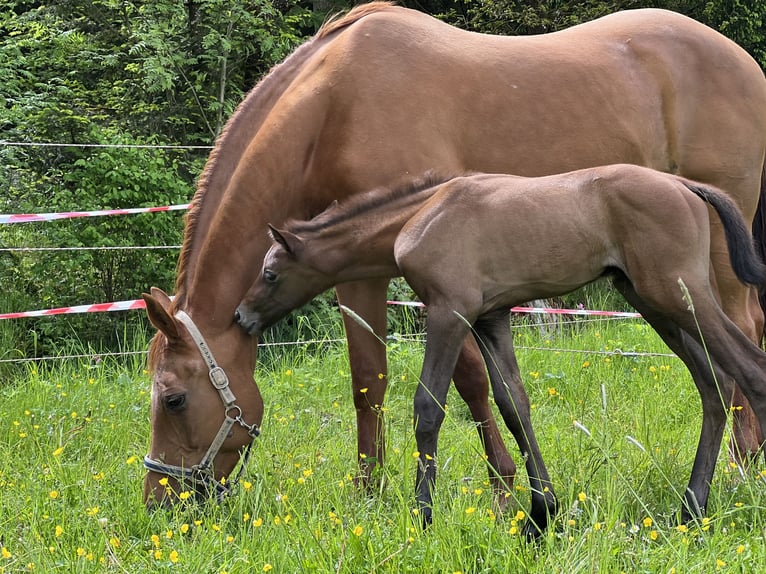 Bavarese Giumenta 20 Anni 166 cm Sauro in Erharting