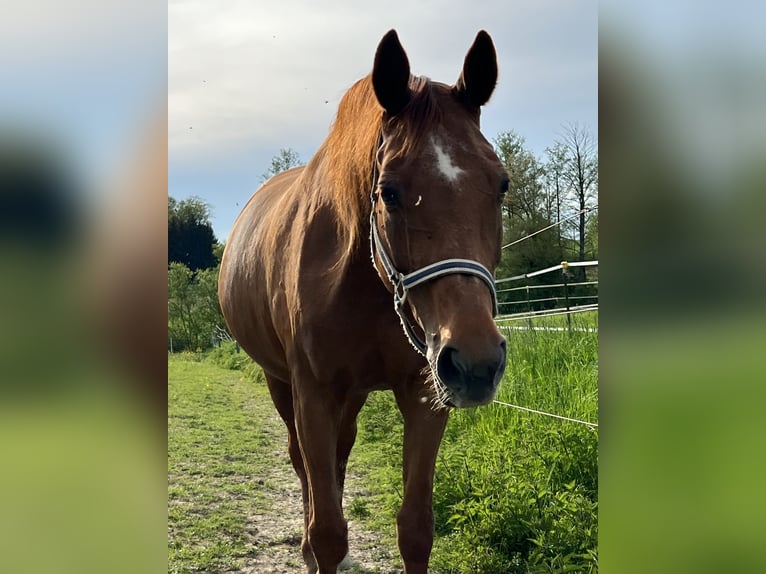 Bavarese Giumenta 20 Anni 166 cm Sauro in Erharting