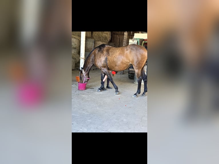 Bavarese Giumenta 20 Anni 168 cm Baio in Johanniskirchen