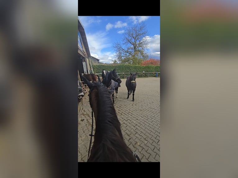 Bavarese Giumenta 20 Anni 168 cm Baio in Johanniskirchen