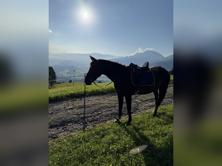 Bavarese Giumenta 20 Anni 170 cm in Tirol