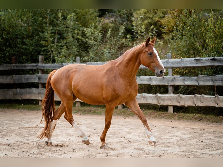 Bavarese Giumenta 21 Anni 162 cm Sauro in Haidmühle