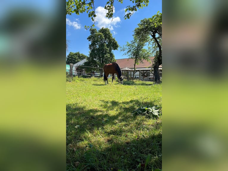 Bavarese Giumenta 21 Anni 175 cm Baio in Wettstetten