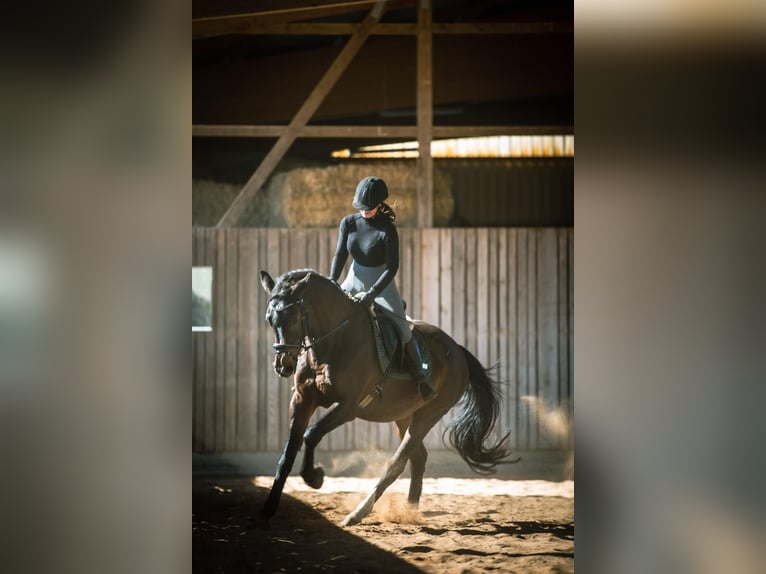 Bavarese Giumenta 22 Anni 172 cm Baio in Donauwörth