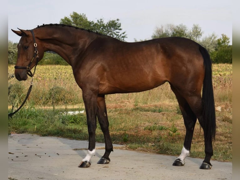 Bavarese Giumenta 3 Anni 166 cm Baio in Békéscsaba