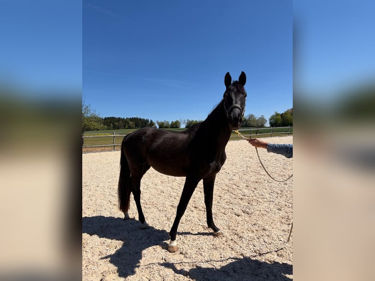 Bavarese Giumenta 3 Anni 170 cm Morello in Deining