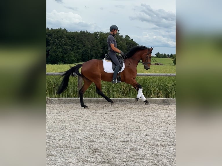 Bavarese Giumenta 4 Anni 166 cm Baio in Laaber