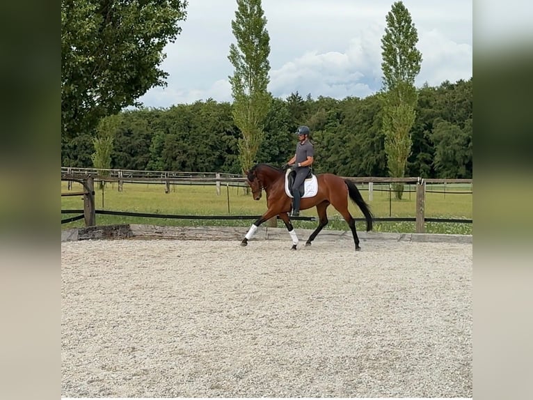 Bavarese Giumenta 4 Anni 166 cm Baio in Laaber