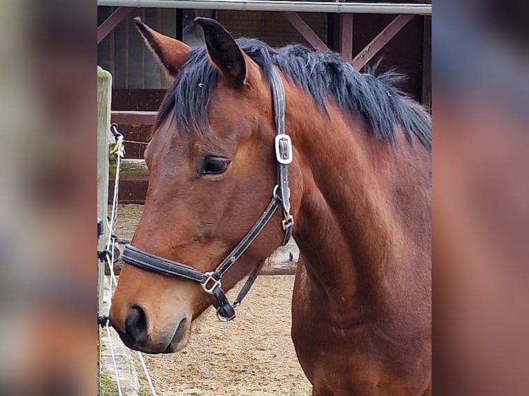 Bavarese Giumenta 4 Anni 168 cm Baio in Oberschwaig