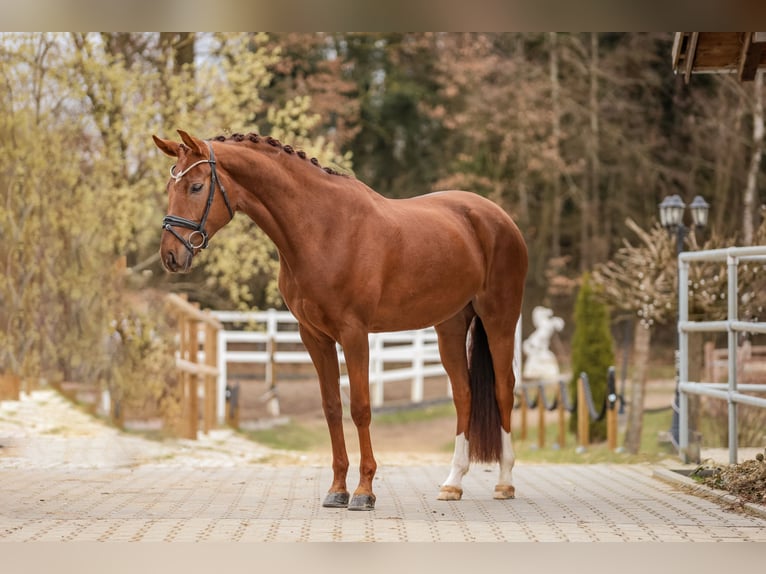 Bavarese Giumenta 5 Anni 166 cm Sauro scuro in Bodenkirchen