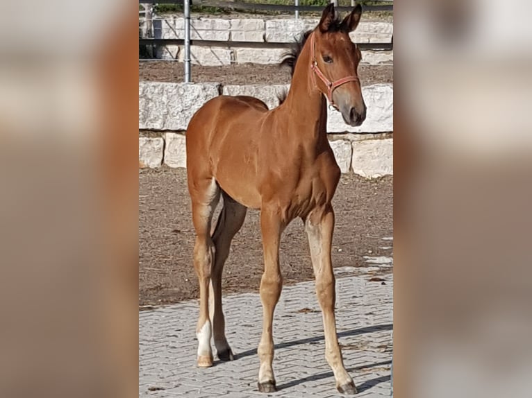 Bavarese Giumenta 5 Anni 171 cm Baio in Lengenfeld unterm Stein