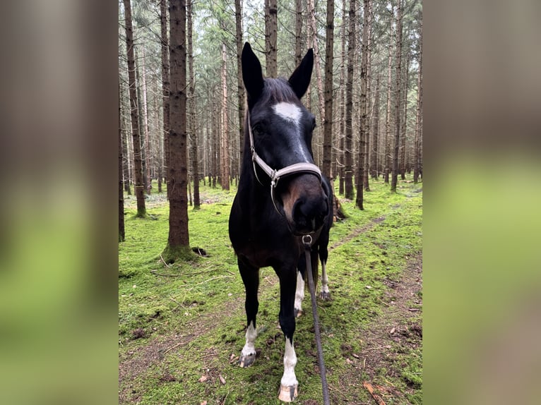 Bavarese Giumenta 6 Anni 172 cm Baio scuro in Landsberg am Lech