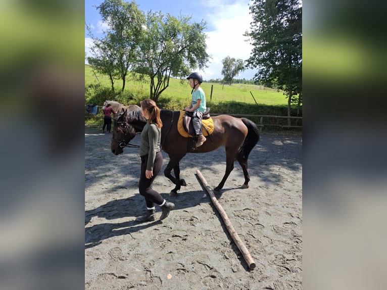 Bavarese Mix Giumenta 7 Anni 163 cm Baio scuro in Schönbrunn