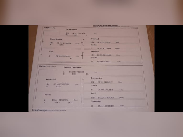 Bavarese Giumenta 7 Anni 164 cm Morello in Ampfing