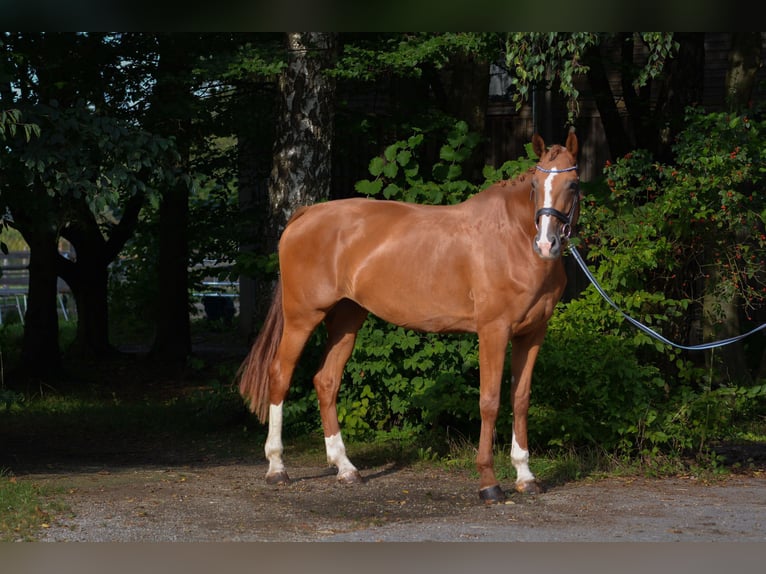 Bavarese Giumenta 7 Anni 182 cm Sauro in Kissing