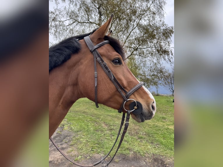 Bavarese Giumenta 9 Anni 169 cm Baio in WaldbrunnWaldbrunn