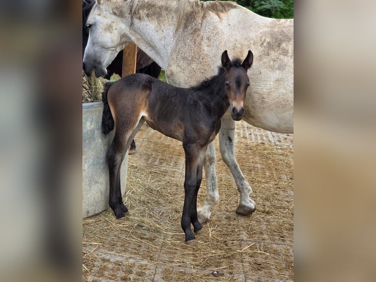 Bavarese Mix Giumenta Puledri (07/2025) 160 cm Può diventare grigio in Gau Bickelheim
