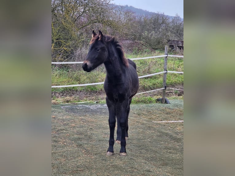 Bavarese Mix Giumenta Puledri (07/2025) 160 cm Può diventare grigio in Gau Bickelheim