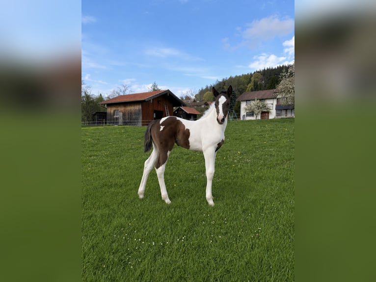 Bavarese Giumenta Puledri (03/2026)  in Hohenpeißenberg