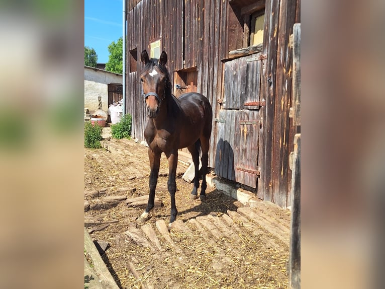 Bavarese Stallone 1 Anno 150 cm Baio scuro in Lintach Bavarese Stallone 1 Anno 150 cm Baio scuro in Lintach