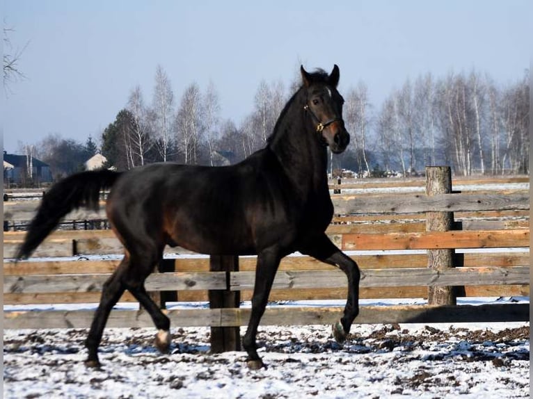 Bavarese Stallone 22 Anni 169 cm Baio ciliegia in Radzyń Podlaski