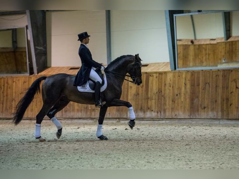 Bavarese Stallone 22 Anni 169 cm Baio ciliegia in Radzyń Podlaski