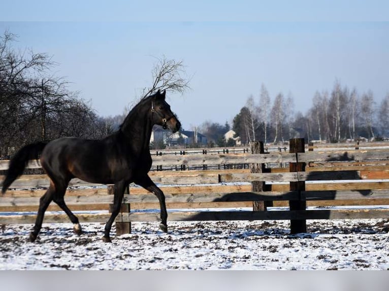 Bavarese Stallone 22 Anni 169 cm Baio ciliegia in Radzyń Podlaski