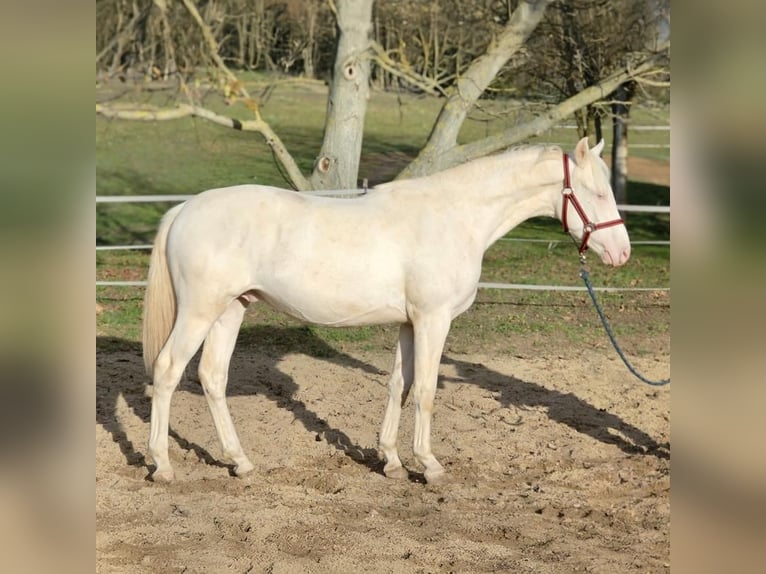 Bavarese Stallone 2 Anni 141 cm Cremello in Visz