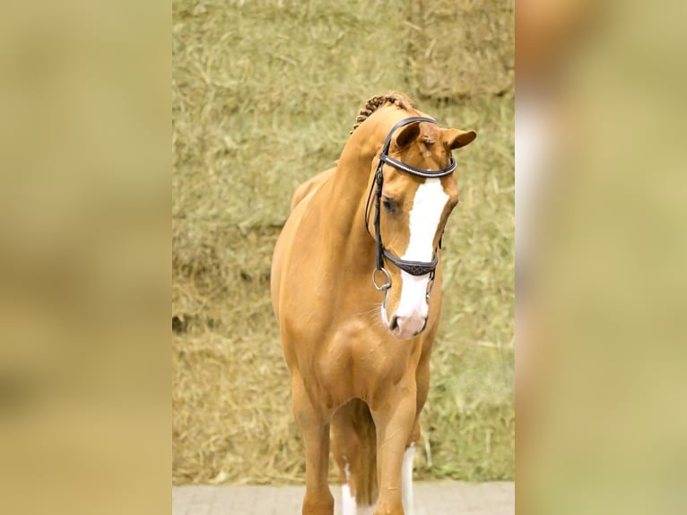 Bavarese Stallone 2 Anni 164 cm Sauro in Bladel