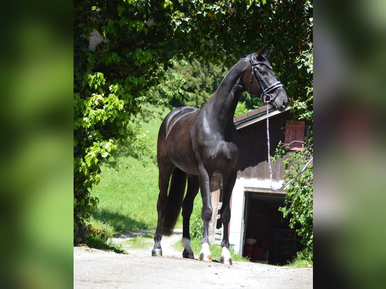 Bavarese Stallone 4 Anni 170 cm Baio nero in Langerringen