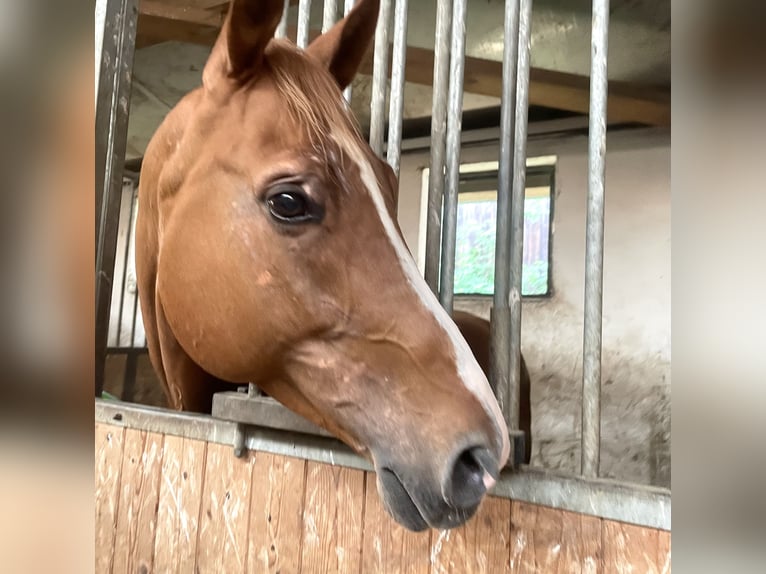 Bavarese Stallone 6 Anni 170 cm Sauro in Augsburg