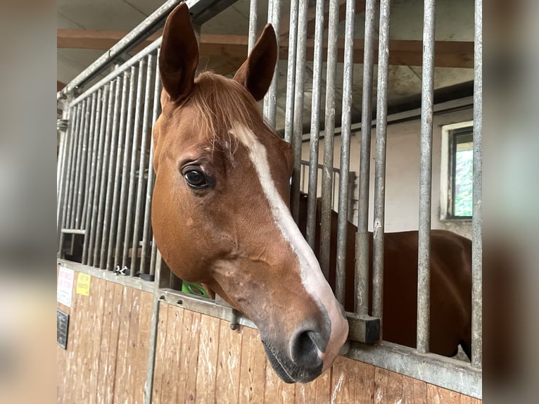 Bavarese Stallone 6 Anni 170 cm Sauro in Augsburg