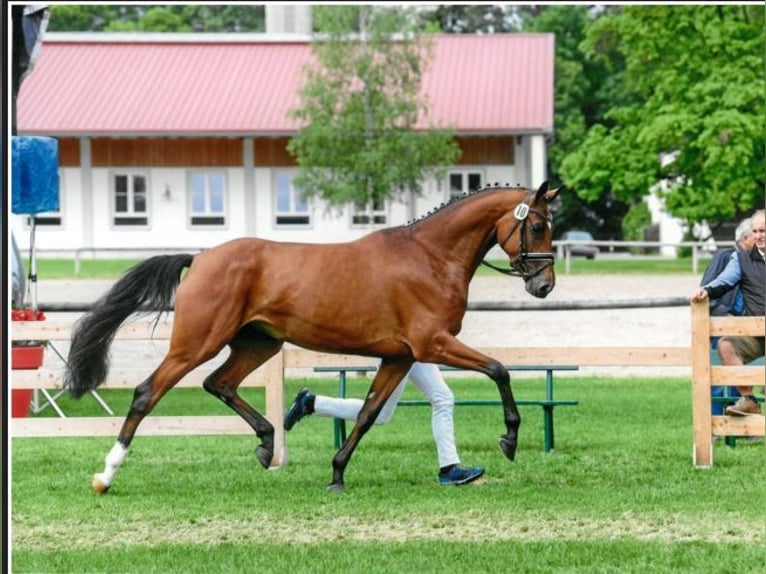 Bavarese Stallone Puledri (06/2024) 170 cm Baio in Krumbach