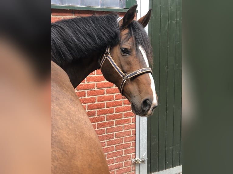 Bavarian Warmblood Gelding 10 years 16,1 hh Brown in Südlohn