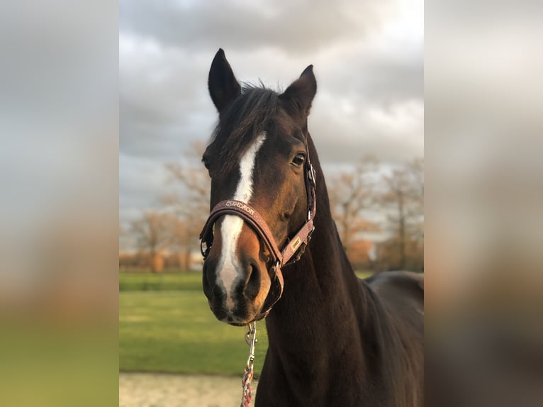 Bavarian Warmblood Gelding 10 years 16,1 hh Brown in Südlohn