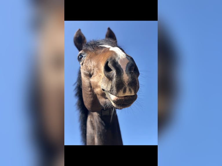 Bavarian Warmblood Gelding 10 years 16,1 hh Brown in Südlohn