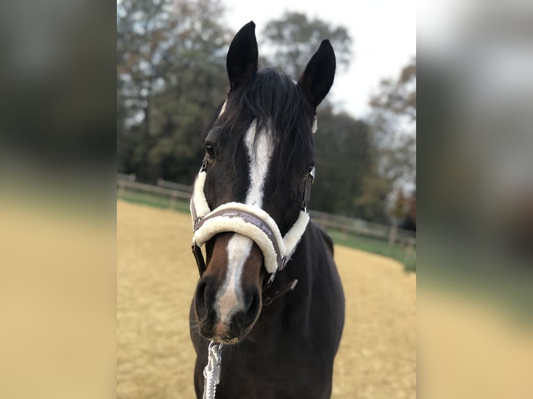 Bavarian Warmblood Gelding 10 years 16,1 hh Brown in Südlohn