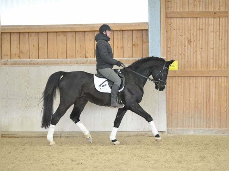 Bavarian Warmblood Gelding 10 years 16,2 hh Black in Wellheim