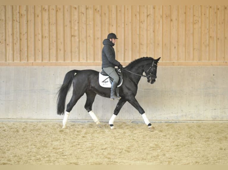 Bavarian Warmblood Gelding 10 years 16,2 hh Black in Wellheim