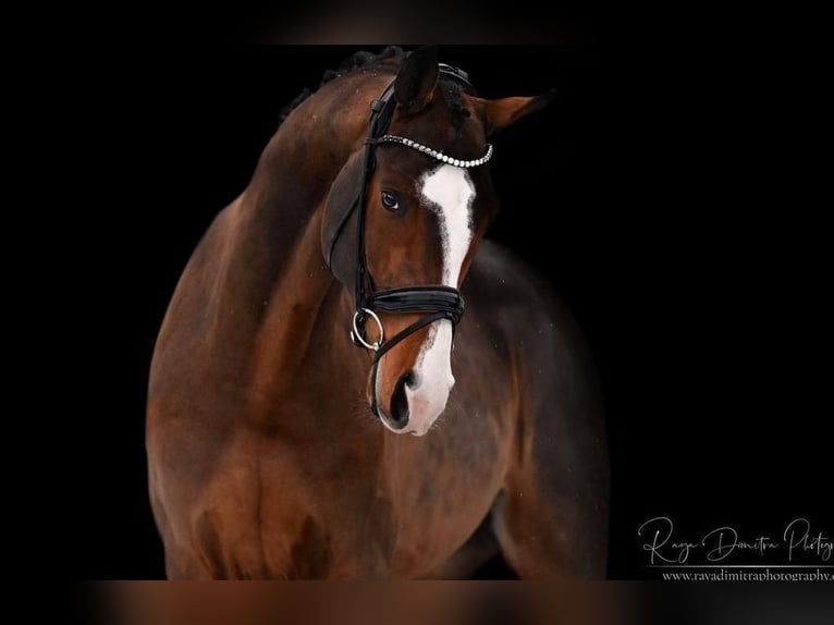 Bavarian Warmblood Gelding 10 years 16,2 hh Brown in Schlierbach